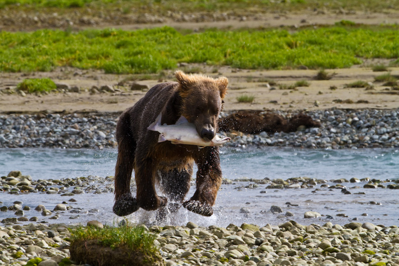 Grizzly Bear Running With Salmon